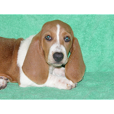 deYampert Hounds - Villa Rica | Pets | Logo