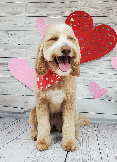 TOP DOG Grooming and Daycare - Flemington | Pets | Logo