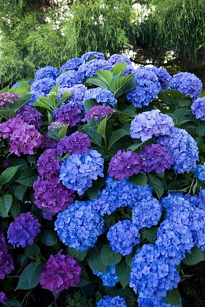 Goodman Design Service - Kansas City | House & Garden | Logo