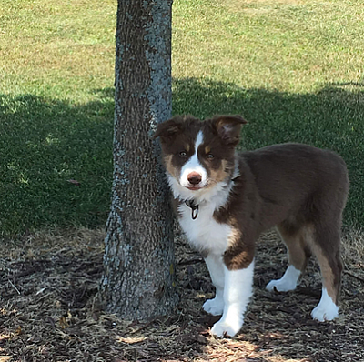 Mosquito Creek Kennels - Coal Valley | Retail | Logo