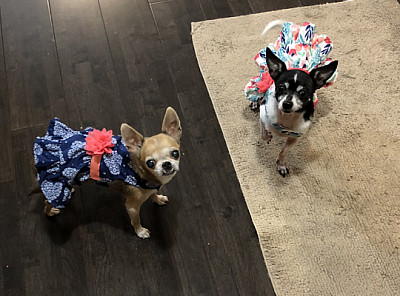 Maceydoo Pet Care - Rochester | Pets | Logo