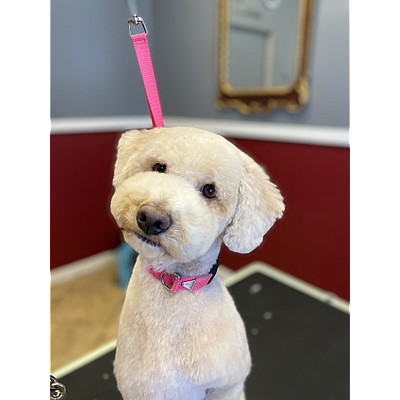 MeowWoof pet grooming - Mcewen | Pets | Logo