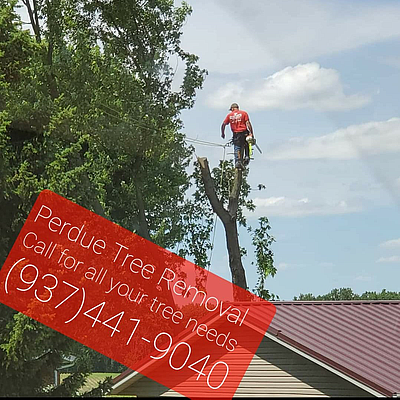 Perdue Tree Removal - Conover | Local Services | Logo