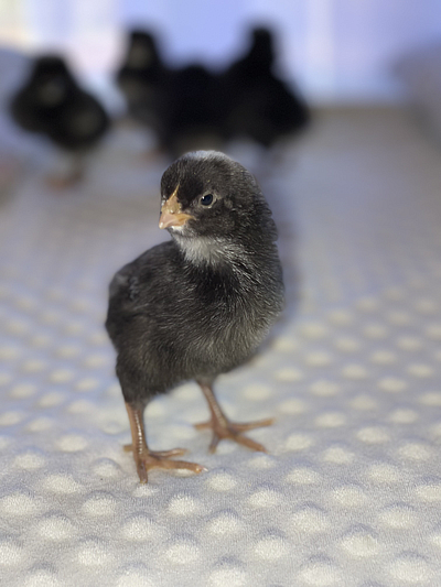 Mason Farms and Hatchery - Ripley MS | Food Retail & Grocery | Logo