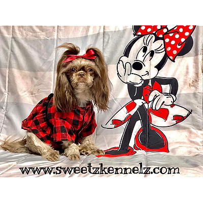 Sweetz Kennelz LLC - Orange Park | Pets | Logo