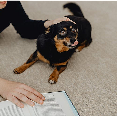 Waggin' Tails Dog Walking & Pet Sitting - Houston | Pets | Logo
